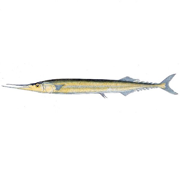 Scomberesox saurus kalles også makrellgjedde på norsk, men som matfisk kalles den typisk nålefisk (likeledes "aguja" på spansk)